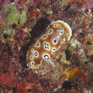 nudi041