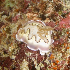 nudi08