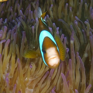 clownfish051