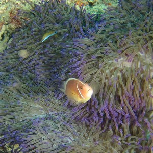 clownfish071