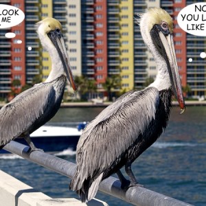 pelican1003201humor