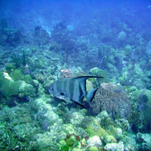 Angel_Fish_Medio_Reef_2008