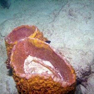 Barrel_Sponge_St_Croix_2009