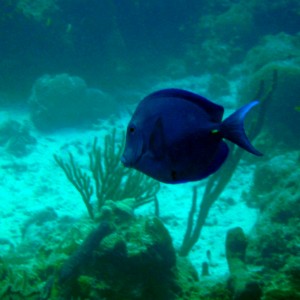 Blue_Tang_Medio_Reef_2008