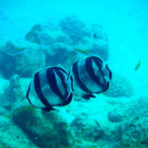 Butter_Fly_Fish_2_Bonaire_2009