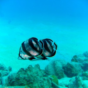 Butterfly_Fish2