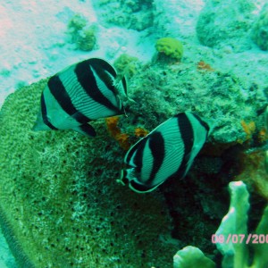 Butterfly_Fish_with_Coral_Bonaire