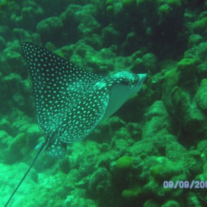 Eagle_Ray_11