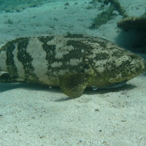 Smaller Goliath Grouper