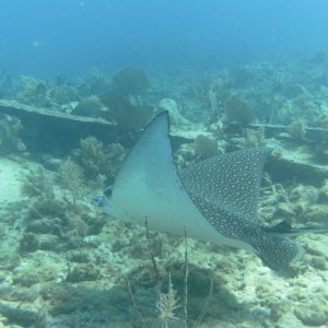 Spotted Eagle Ray