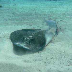 Stingray