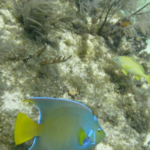 Queen Angelfish