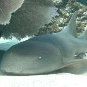 Nurse shark