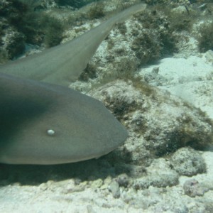 Nurse Shark