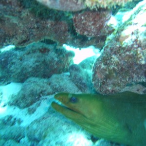 Green Moray Eel