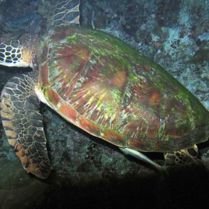 Turtle on night dive