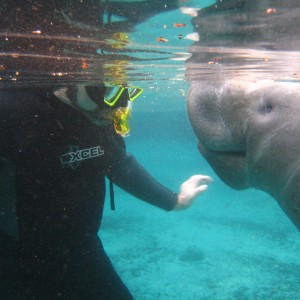 Manatees