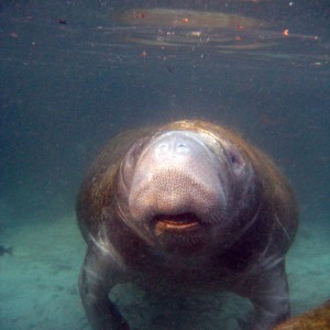 Manatees