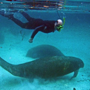 Manatees