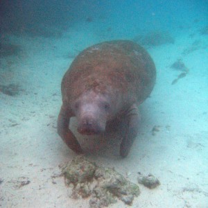 Manatees