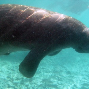 Manatees