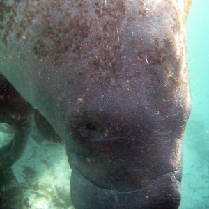 Manatees