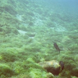 Comal River and Balmorhea TX