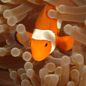 clownfish11