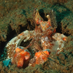 mantis_shrimp4