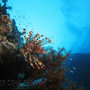 Egyptian Red Sea 2009