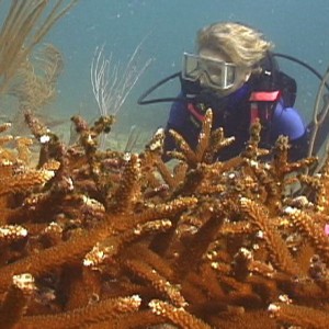 Coral_Restoration_8