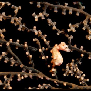 Moalboal denise pygmy seahorse