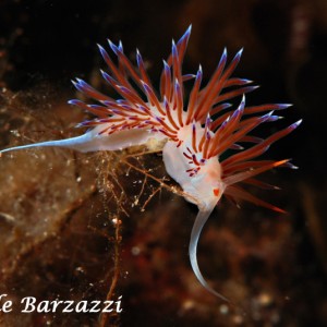 Cratena - Nudibranch