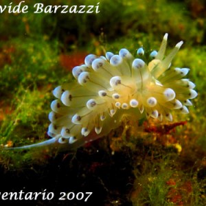 Ianolus - Nudibranch