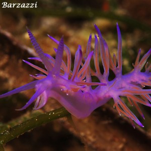 Flabellina - Nudibranch