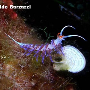 Cratena - Nudibranch