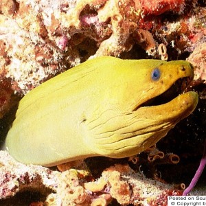 Green Moray