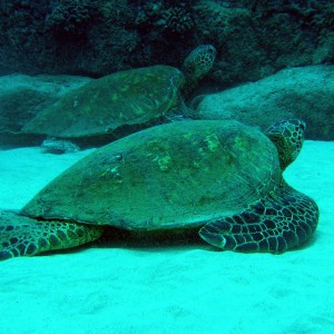Turtles1_Kauai_May_2004