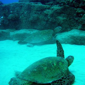 Turtles2_Kauai_May_2004