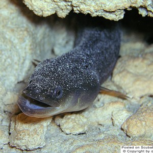 Freshwater Eel - morrison spring