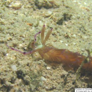nudibranch close-up