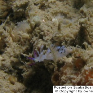 Tiny nudibranch