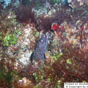 Spotted_Moray