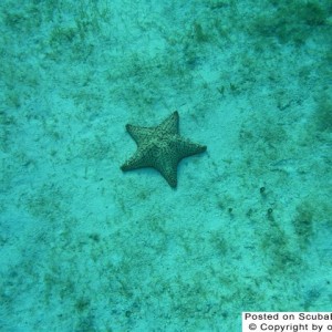 Starfish2