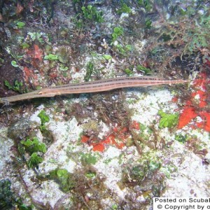 Trumpetfish