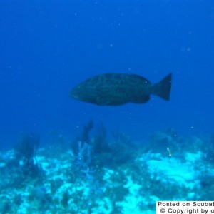 Yellowmouth_Grouper