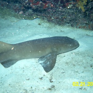 Coz Nurse Shark