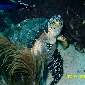 Turtle #2