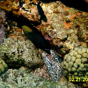 Snowflake Eel