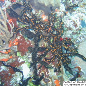 Orange and black coral